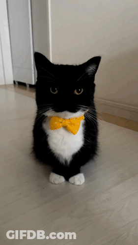 Black And White Cat With Yellow Bow Tie GIF