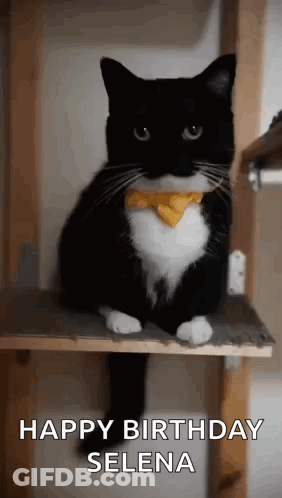 Black And White Cat With Yellow Bow Tie On Cat Tree GIF
