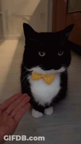 Black And White Cat With Yellow Bow Tie Petted GIF