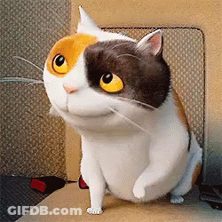 Black And White Cat With Yellow Eyes Sitting On Chair GIF