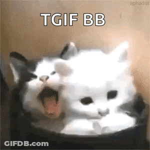 Black And White Cat Yawning With TGIF BB GIF