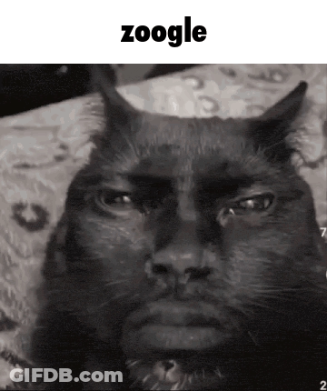 Black And White Cat Zoogle GIF