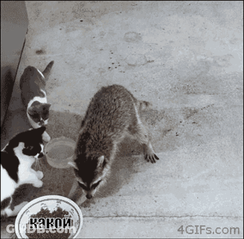 Black And White Cats And Raccoon Какой GIF