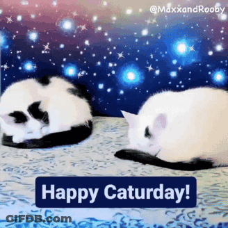 Black And White Cats In Bed Happy Saturday GIF