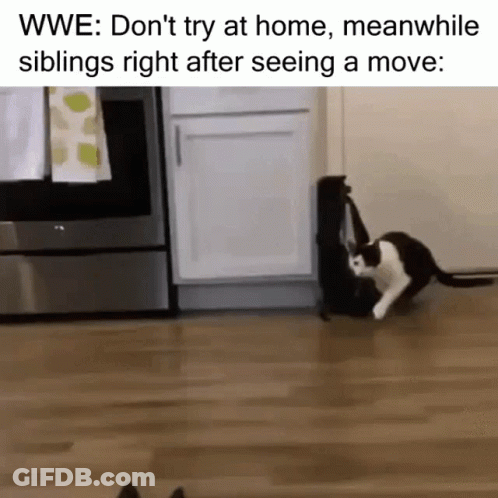 Black And White Cats Playing WWE Don't Try At Home GIF