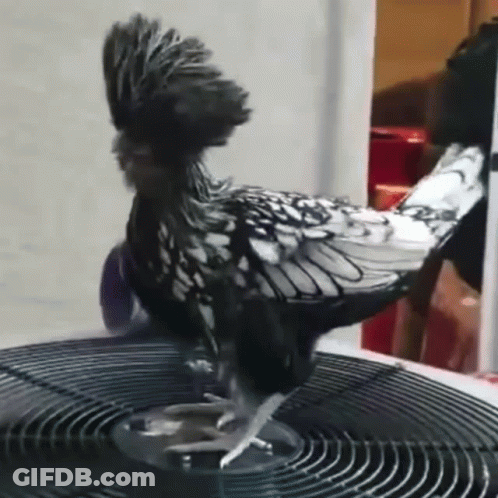 Black And White Chicken Standing On Air Conditioner GIF