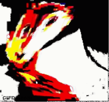 Black And White Chicken With Red And Yellow Face GIF