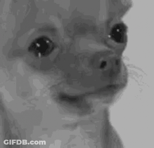 Black And White Chihuahua Making Funny Face GIF