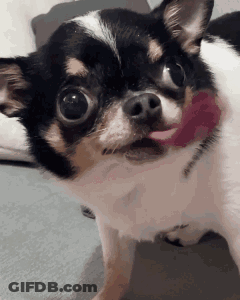Black And White Chihuahua With Red Collar Sticking Tongue Out GIF
