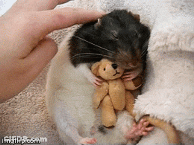 Black And White Chinchilla Hugging Toy GIF