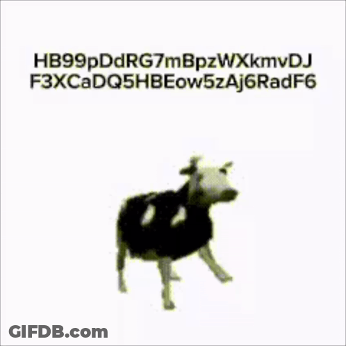 Black And White Cow GIF