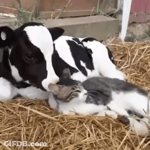 Black And White Cow And Cat Lying In Hay GIF
