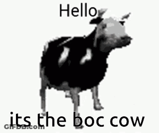 Black And White Cow Hello Its The Boc Cow GIF