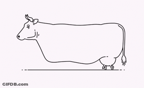 Black And White Cow Laying Down GIF
