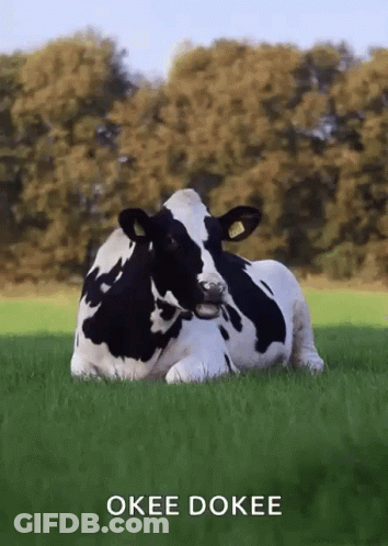 Black And White Cow Laying In Grass Saying Okee Dokee GIF