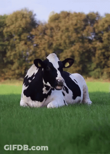 Black And White Cow Laying In Grassy Field GIF