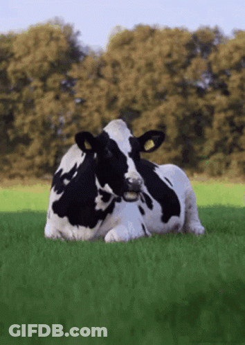 Black And White Cow Laying In Grassy Field GIF