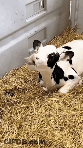 Black And White Cow Laying In Hay GIF