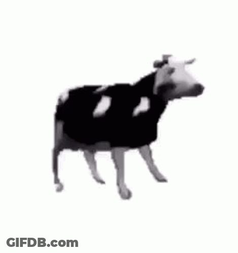 Black And White Cow Looking At Camera GIF