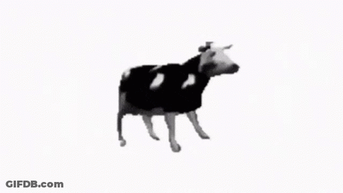 Black And White Cow Looking At Camera GIF