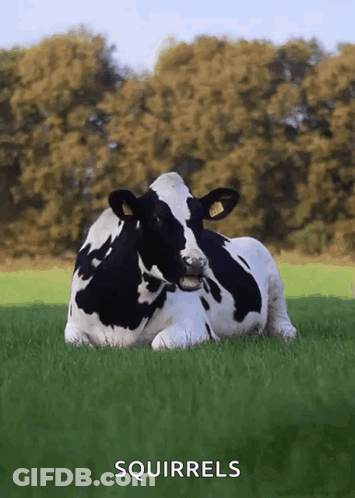 Black And White Cow Lying In Field Squirrels GIF
