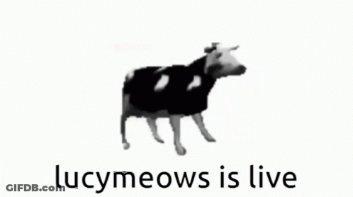 Black And White Cow Saying Lucymeows Is Live GIF
