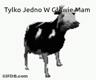 Black And White Cow Tylko Jedno W Głowie Mam GIF