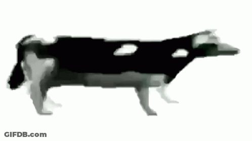 Black And White Cow Walking GIF