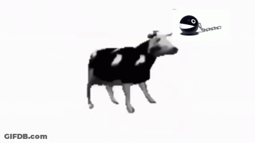 Black And White Cow With Chain GIF