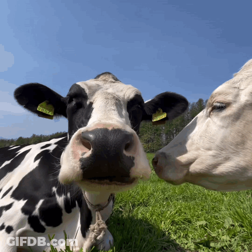 Black And White Cow With Ear Tag LN37 GIF
