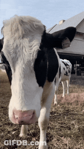 Black And White Cow With Tag Saying A GIF