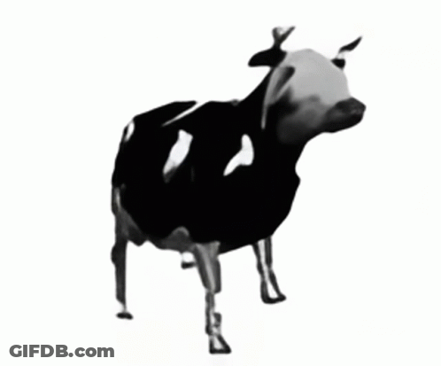 Black And White Cow With White Chest Spot GIF