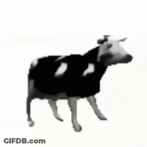 Black And White Cow With White Spots GIF