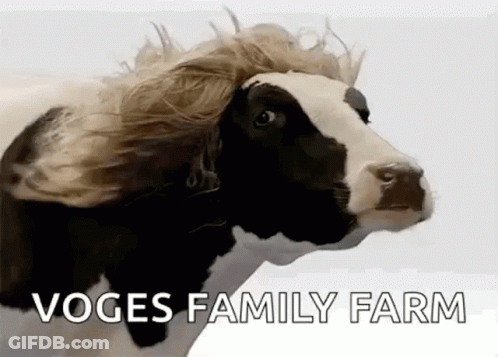 Black And White Cow With Wig GIF