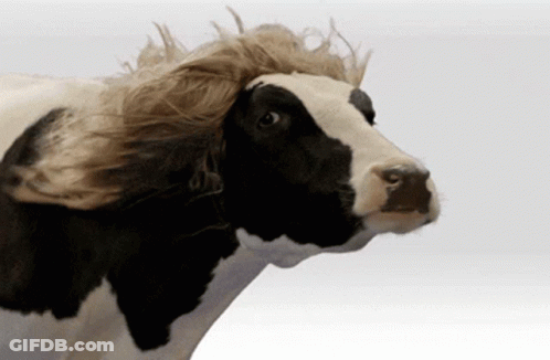 Black And White Cow With Wig GIF