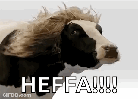 Black And White Cow With Wig GIF