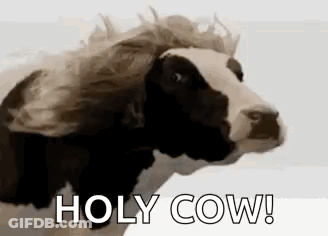 Black And White Cow With Wig GIF