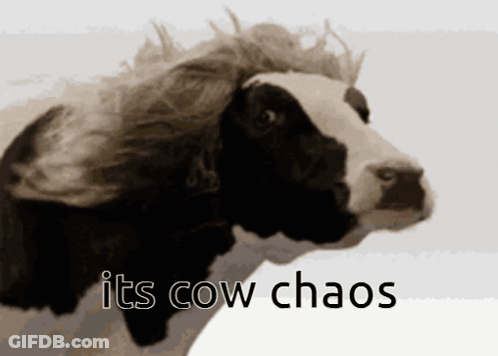 Black And White Cow With Wig And Its Cow Chaos GIF