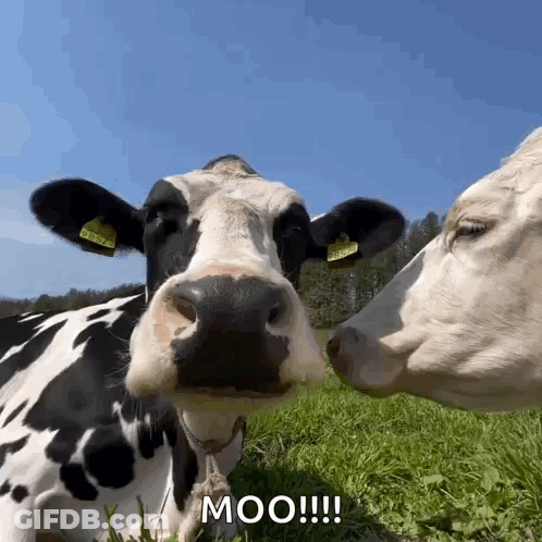 Black And White Cow With Wig GIF