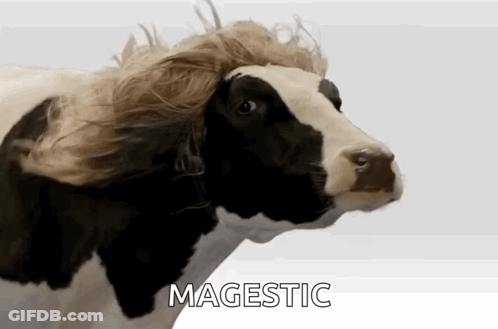 Black And White Cow With Wig In Wind GIF