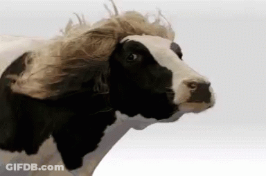 Black And White Cow With Wig GIF