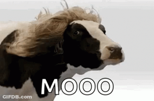 Black And White Cow With Wig GIF