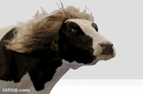Black And White Cow With Wig GIF