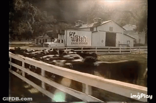 Black And White Cows Behind Fence With Wales Dairy Truck GIF