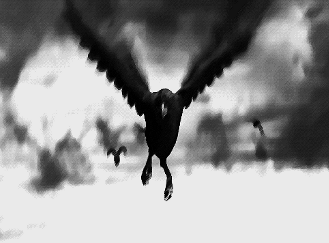 Black And White Crow Disappearing GIF