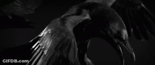 Black And White Crow Wings Outstretched In Dark GIF