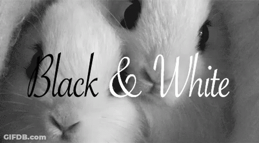 Black And White Cute Bunnies GIF