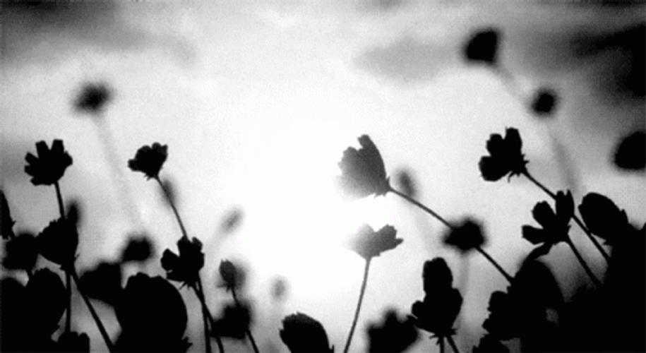 Black And White Daisies Flowers GIF