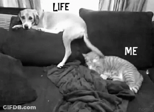 Black And White Dog And Cat On Couch Life And Me GIF