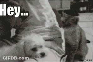 Black And White Dog And Cat Saying Hey GIF